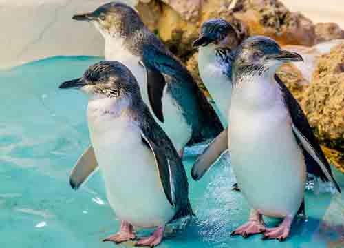 Australia Penguin 1 | Spenta Travels & Tours Pvt. Ltd.