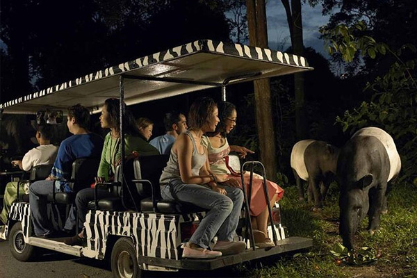 S M Iternary Night Safari | Spenta Travels & Tours Pvt. Ltd.