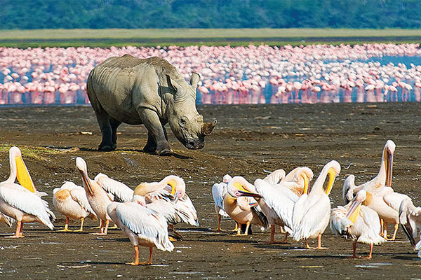 International Tour Packages for Africa