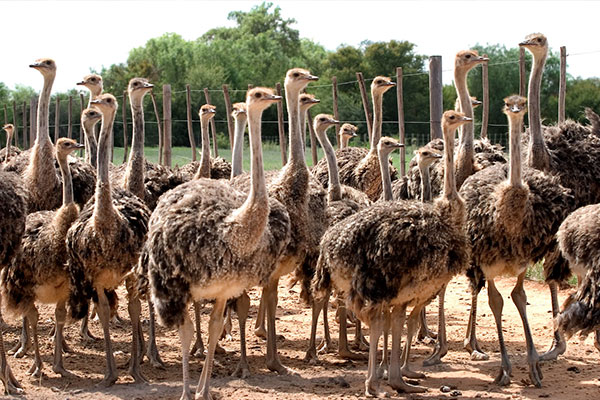 International Tour Packages for Africa