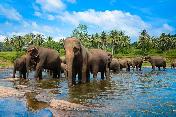 Sri Lanka Tour Package from Mumbai