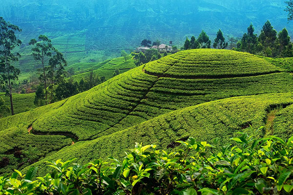 Sri Lanka travel packages from Mumbai